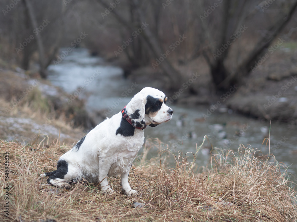Spaniel looks thoughtfully at the river on an autumn cloudy day. Spaniel looks thoughtfully at the river on an autumn cloudy day.