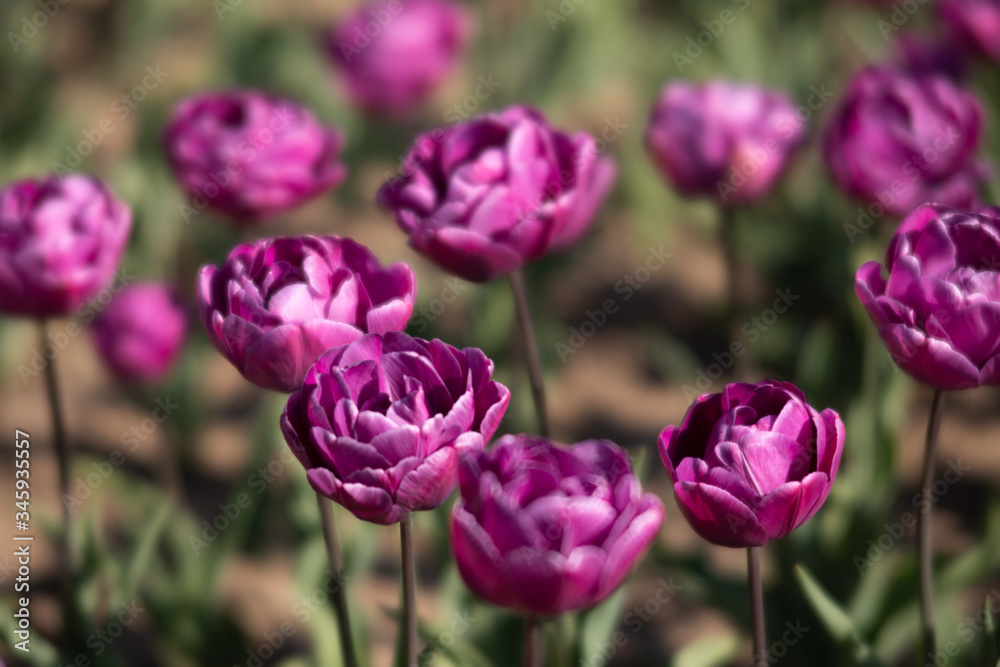 Blooming tulips spring background Blooming tulips spring background