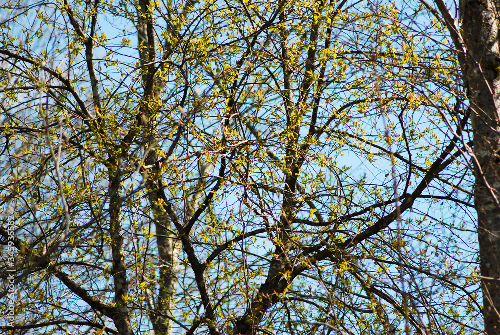 Spring landscape of trees against the sky. Spring landscape of trees against the sky.