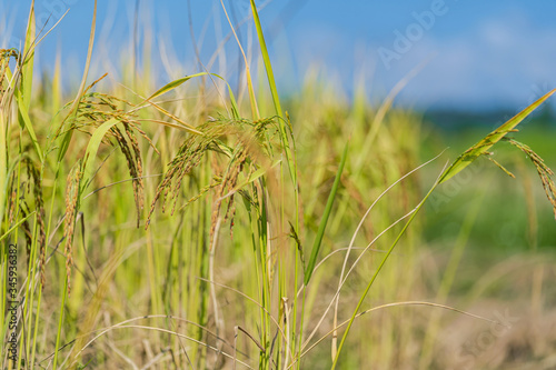 Rice Field in the morning under blue sky