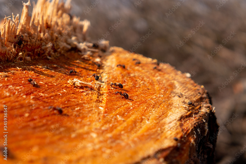 Macro photo of ants on brown fresh cut wood tree Macro photo of ants on brown fresh cut wood tree