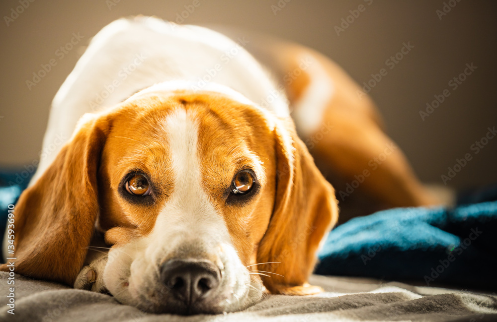 Beagle dog tired sleeps on a couch in bright room. Sun lights through window