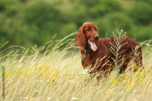 Happy irish setter pet dog puppy panting in the grass in summer in the field