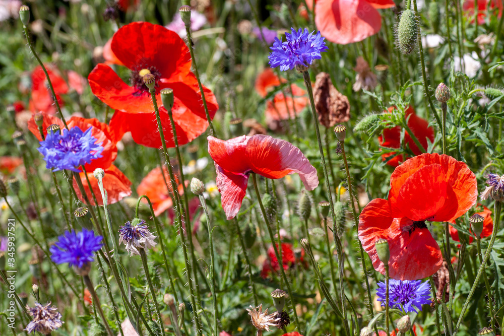Obraz premium summer meadow with red poppies Field of wild of different colored species red purple yellow growing outdoors in a natural environment under the open sky