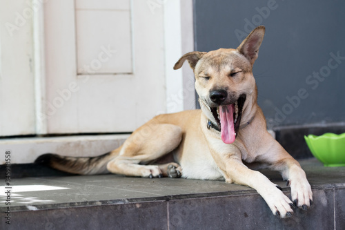 A brown dog, down on the doorstep of the house, yawning