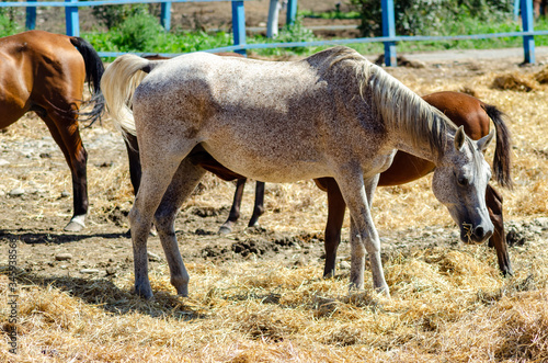 A fat horse grazes in a paddock on a Sunny summer day and eats straw