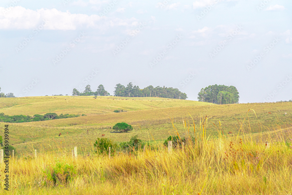 Agricultural fields in the Pampa biome in the State of Rio Grande do Sul in Brazil Agricultural fields in the Pampa biome in the State of Rio Grande do Sul in Brazil