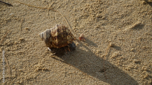 shell on the beach