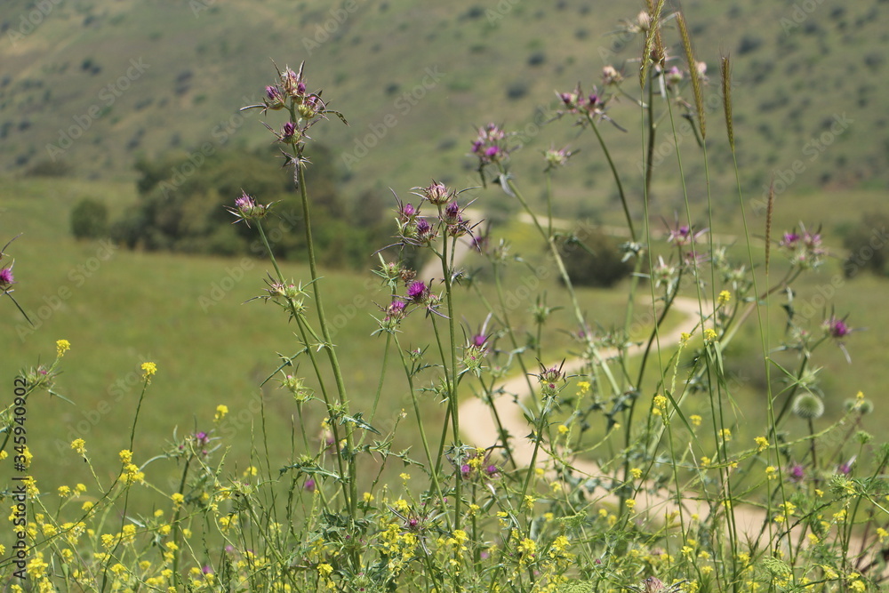 Obraz premium flowers and a road