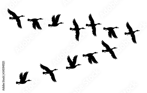 Flock of duck birds. Vector silhouette image.