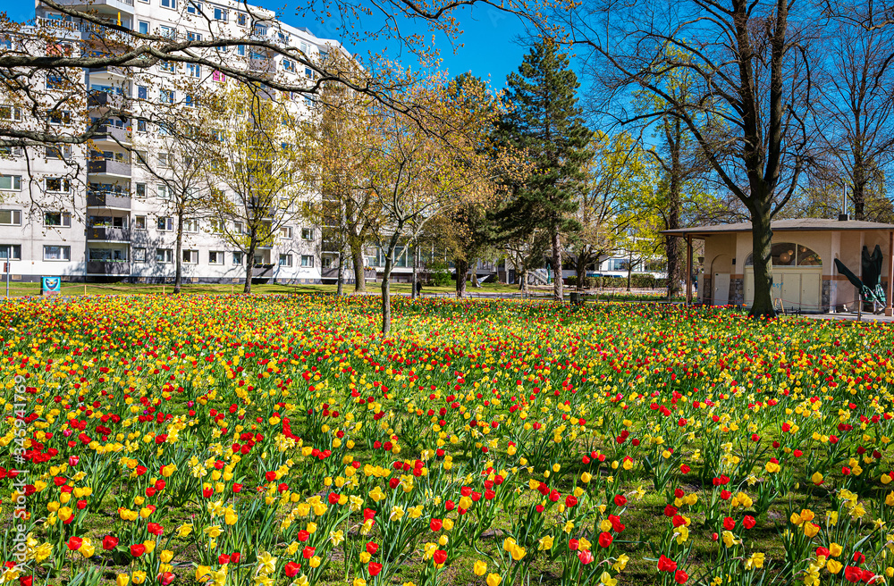 Tulpenfeld am See in Berlin Tegel Tulpenfeld am See in Berlin Tegel