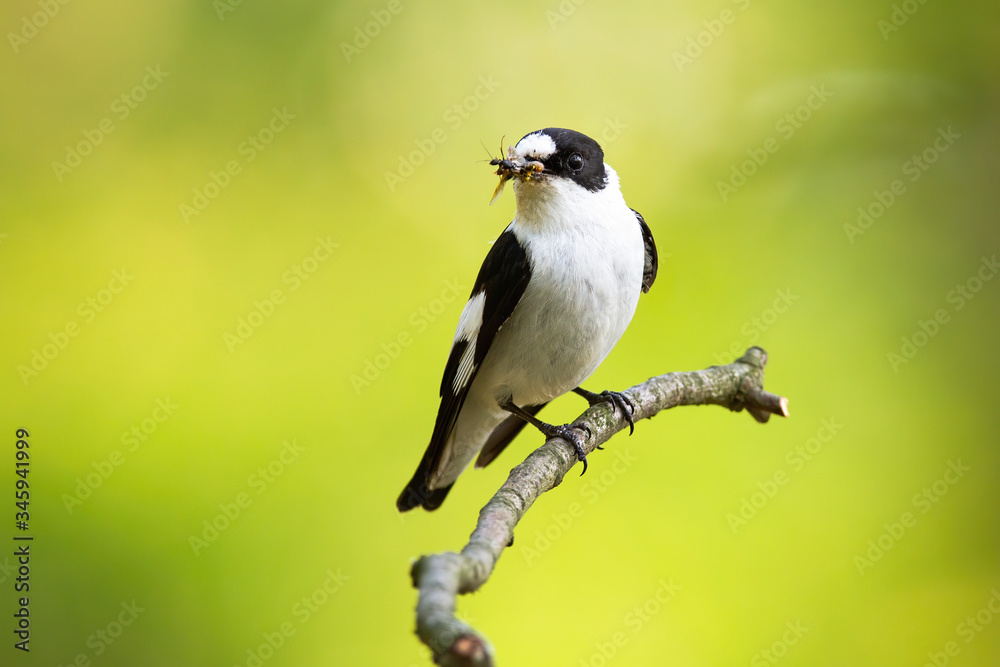 Obraz premium Black and white european pied flycatcher, ficedula hypoleuca, hunting in the countryside. Flycatcher holding an insect in the beak. Small avian hunter resting on the thin twig on the sunlight.