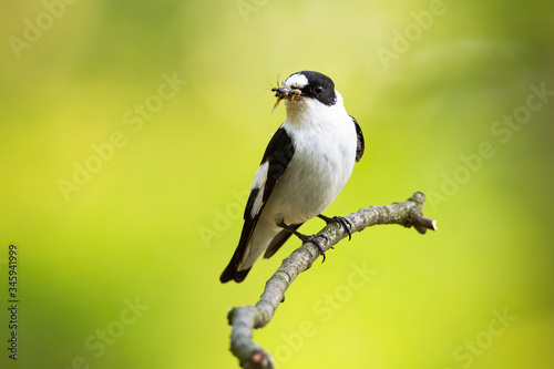 Black and white european pied flycatcher, ficedula hypoleuca, hunting in the countryside. Flycatcher holding an insect in the beak. Small avian hunter resting on the thin twig on the sunlight.