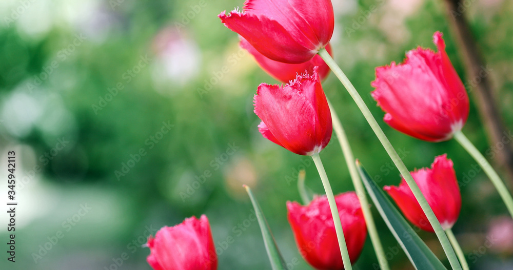 Obraz premium Beautiful pink pastels of tulips close-up macro shot