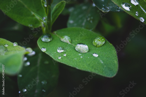 Drops on the leaves of the plant after rain