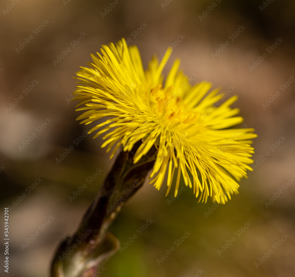 coltsfoot (Tussilago farfara) flower detail coltsfoot (Tussilago farfara) flower detail