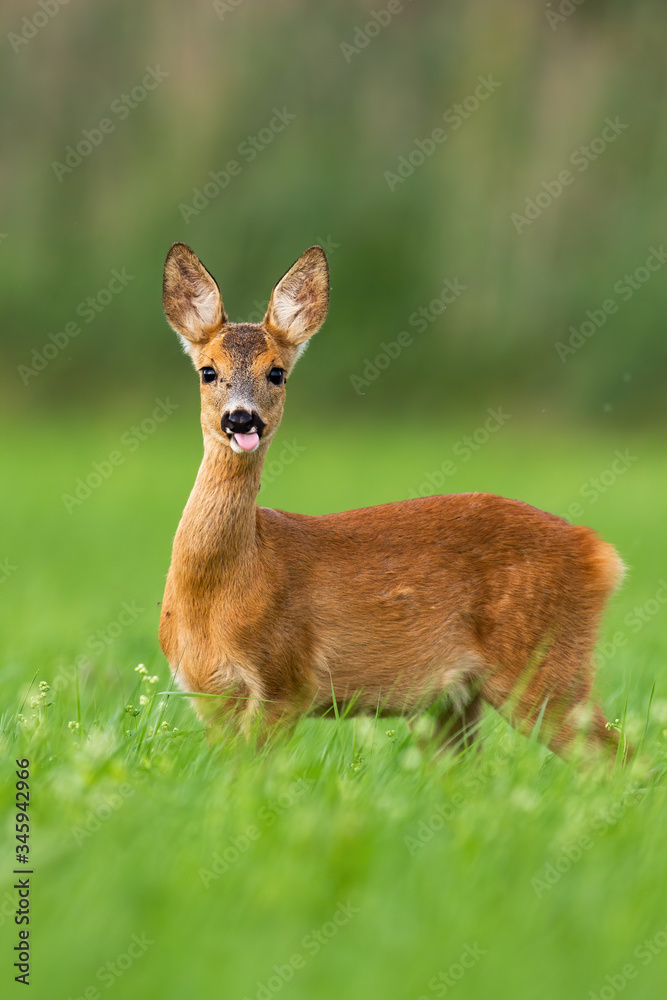 Cheeky roe deer, capreolus capreolus, fawn shooting out pink tongue on clearing with green grass in summer nature. Playful juvenile doe in horizontal composition with copy space.