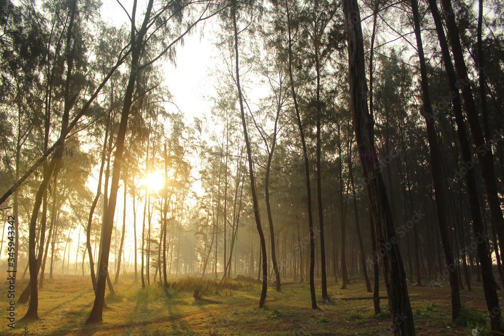 Fototapeta premium sunrise in the forest.