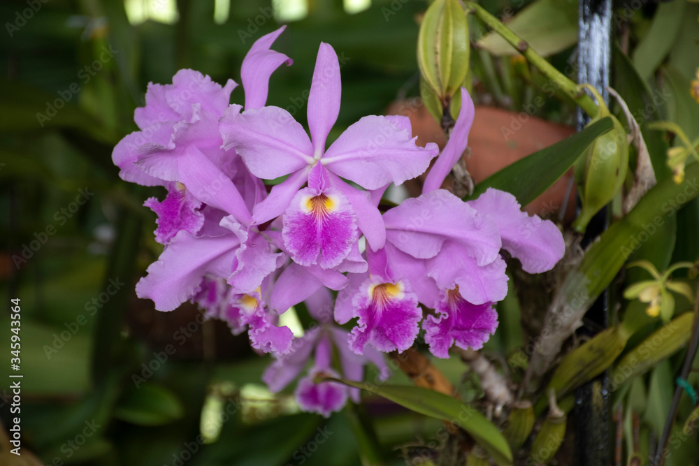 Purple cattleya in natural background Purple cattleya in natural background