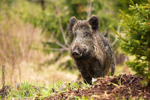 Obraz na płótnie Adult wild boar, sus scrofa, observing the forest surroundings during the walk. Wet and dirty hog standing on the clearing and looking cute. Dreamy wild animal in the middle of the spring woodland. w salonie