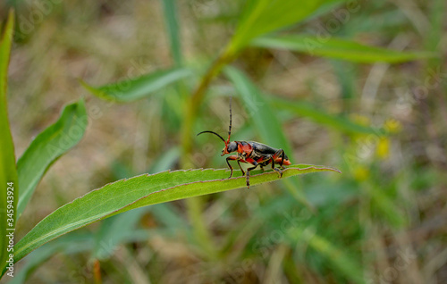 chrząszcz omomiłek © robert6666