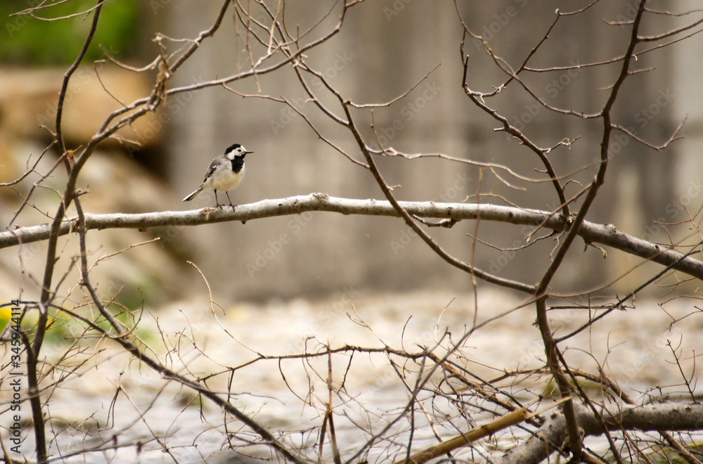 bird, natur, wild lebende tiere, ast, tier, baum, wild, bird, schnabel, fliegenschnäpper, sitzen bird, natur, wild lebende tiere, ast, tier, baum, wild, bird, schnabel, fliegenschnäpper, sitzen