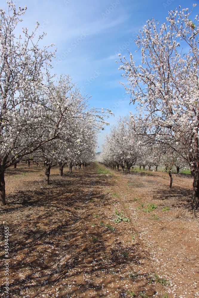 Obraz premium almond trees in Latrun