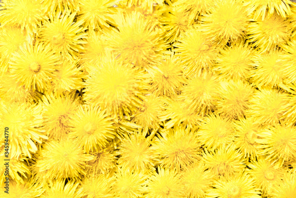 Bright background of yellow dandelions