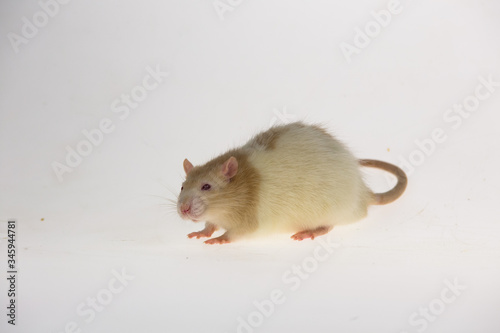 Decorative cute rat with red eyes isolated on a white background in studio. Close up