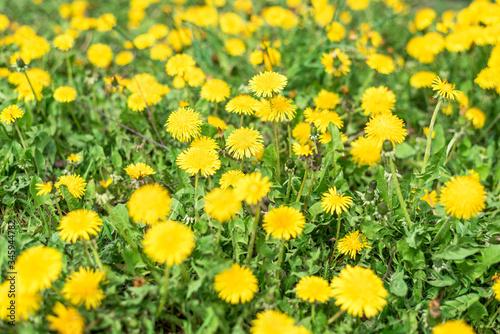 Yellow dandelions in a green field