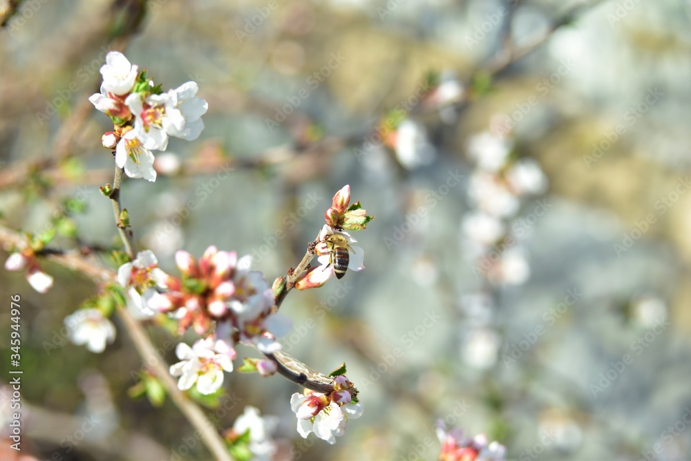 Bees and flowers on Japanese cherry trees in spring Bees and flowers on Japanese cherry trees in spring