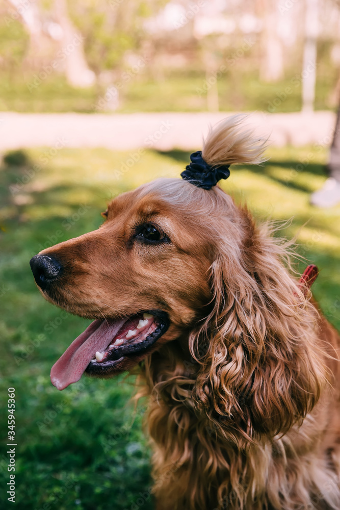 Portrait of Happy brown cute cocker spaniel puppy with grass bok