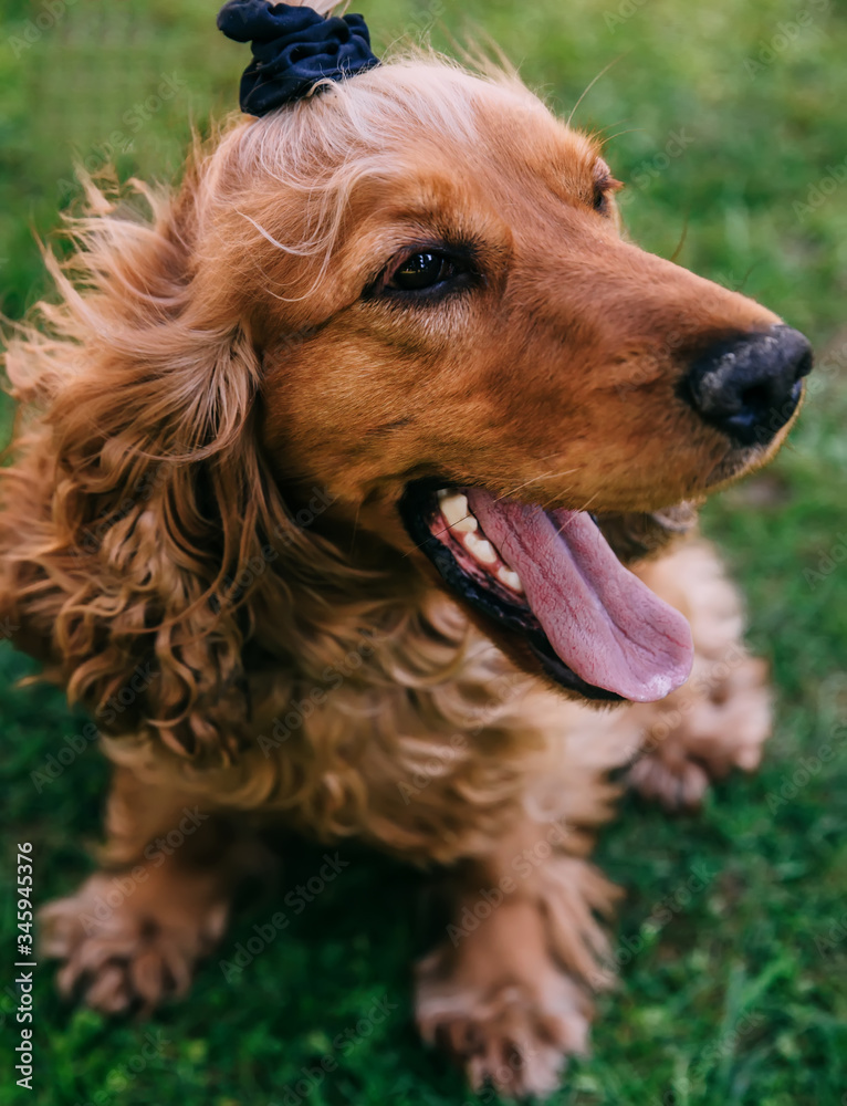 The portrait of the brown cocker spaniel dog is outdoors on a gr