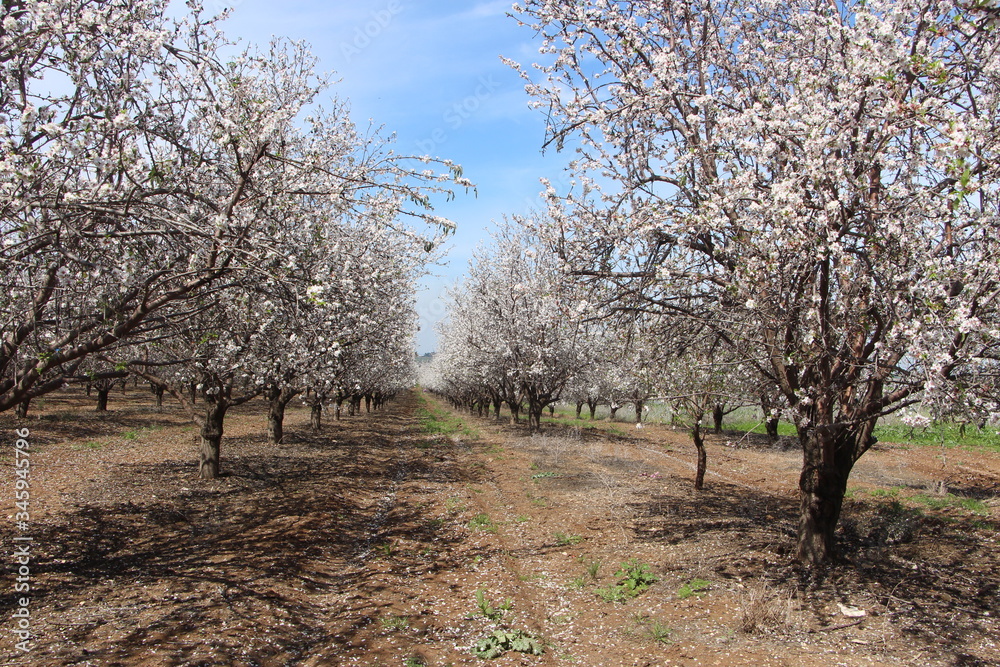 almond tree blossom in latrun almond tree blossom in latrun