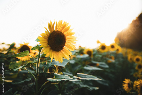 yellow sunflower on big agricultural field