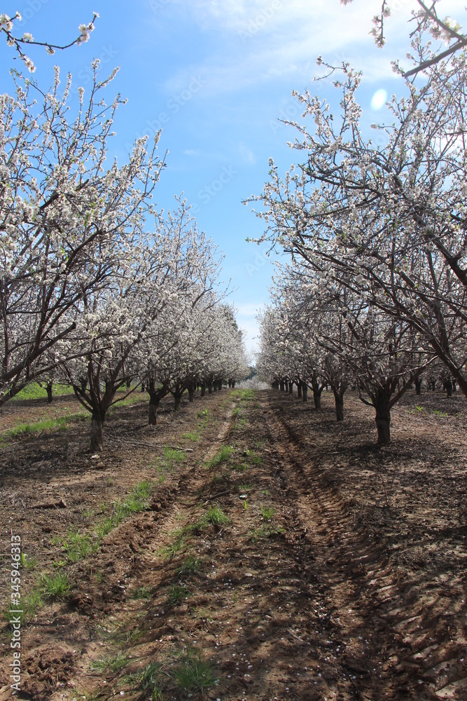 almond tree blossom in latrun almond tree blossom in latrun