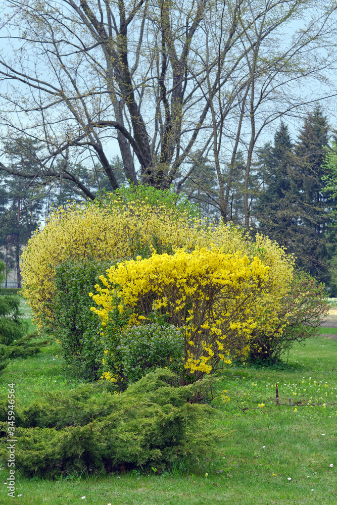 Fototapeta premium Forsythia blossomes
