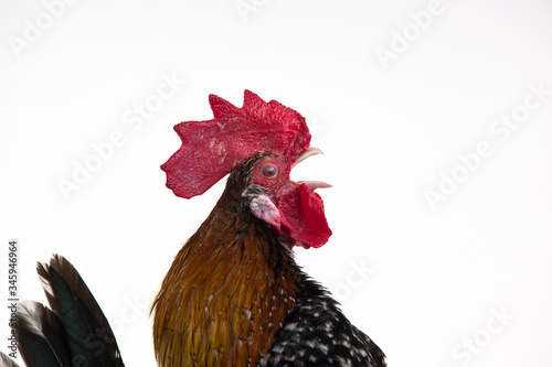 Rooster Milfler isolated at white background in studio. Close up photo