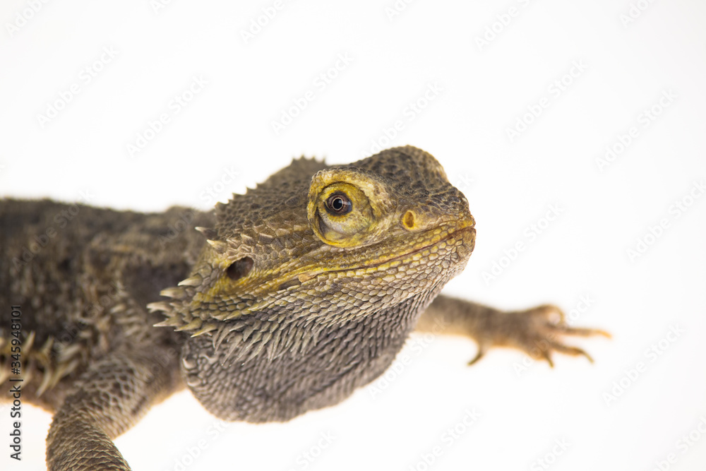 Lizards Bearded agama or Pogona vitticeps isolated at white background in studio. Close up Lizards Bearded agama or Pogona vitticeps isolated at white background in studio. Close up