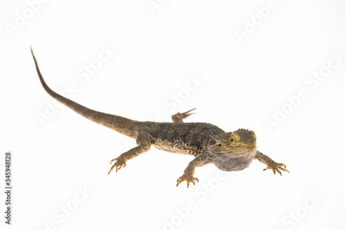Lizards Bearded agama or Pogona vitticeps isolated at white background in studio. Close up