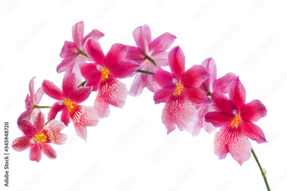 Beautiful bouquet of red orchid flowers. Bunch of luxury tropical red-yellow orchids - cambria - isolated on white background. Studio shot