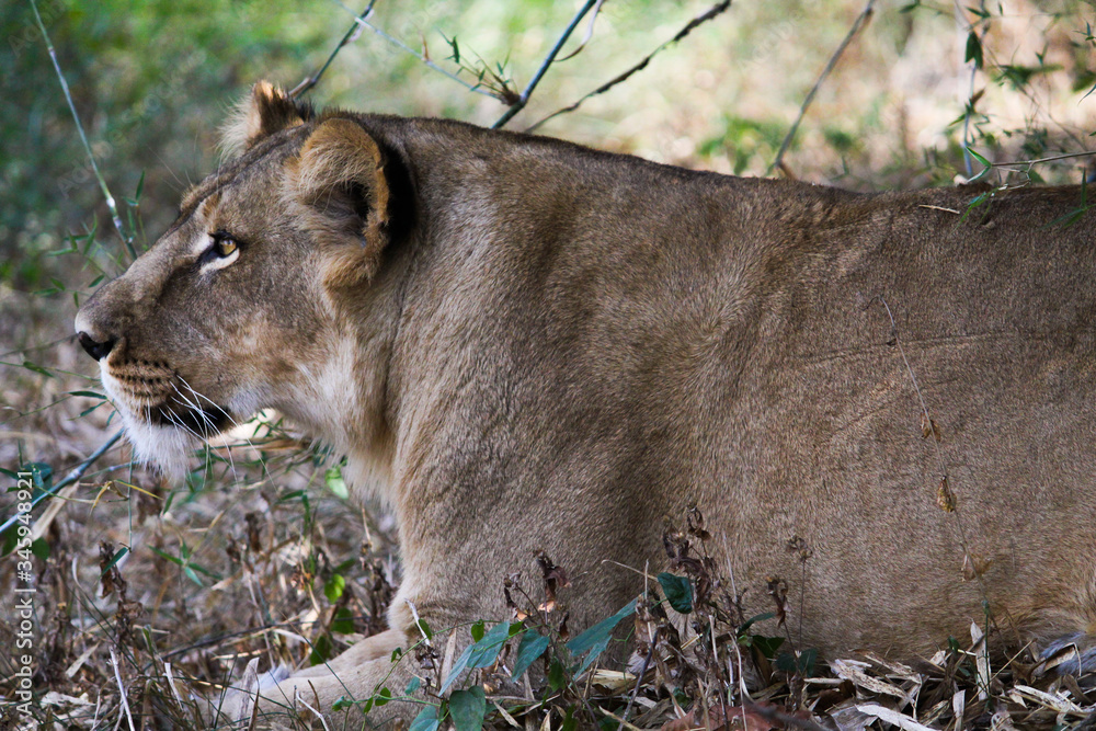 Naklejka premium Lioness in jungle looking for prey