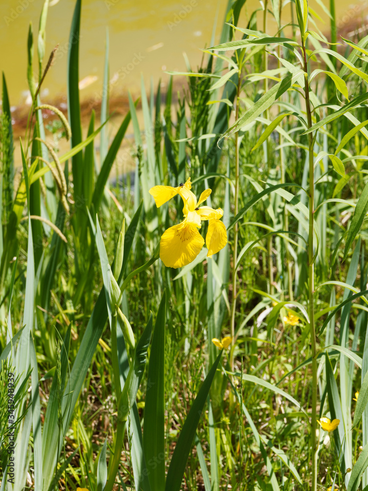 (Iris pseudacorus) Iris des marais ou fleur de lys jaune sur berge (Iris pseudacorus) Iris des marais ou fleur de lys jaune sur berge