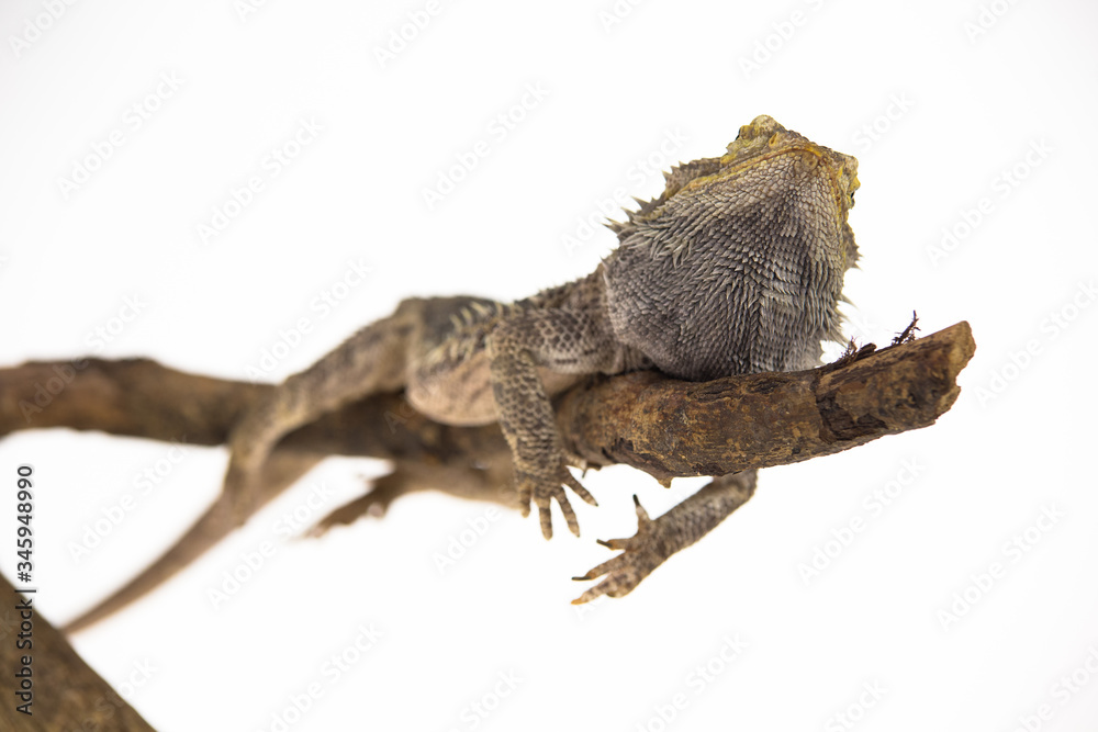 Fototapeta premium Lizards Bearded agama or Pogona vitticeps on wooden snag at white background in studio. Close up