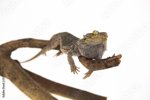 Lizards Bearded agama or Pogona vitticeps on wooden snag at white background in studio. Close up