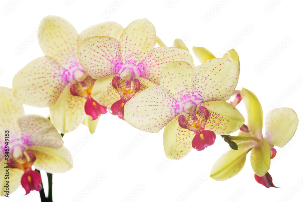 Naklejka premium Beautiful bouquet of yellow orchid flowers. Bunch of luxury tropical yellow orchids - phalaenopsis - with pink dots isolated on white background. Studio shot