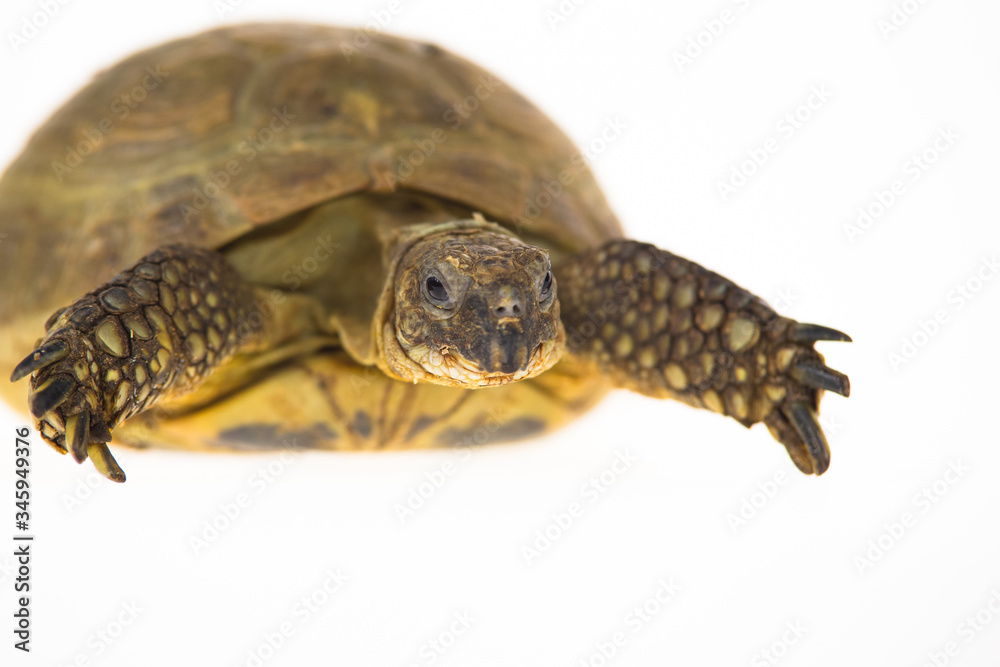 Naklejka premium Turtle isolated on a white background at studio. Close up