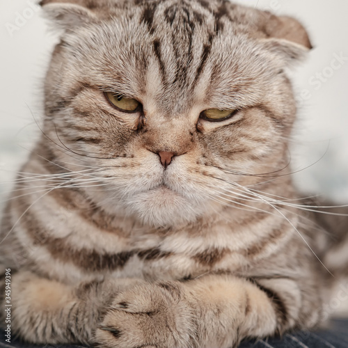 Dissatisfied cat Scottish Fold with an evil look. © koldunova