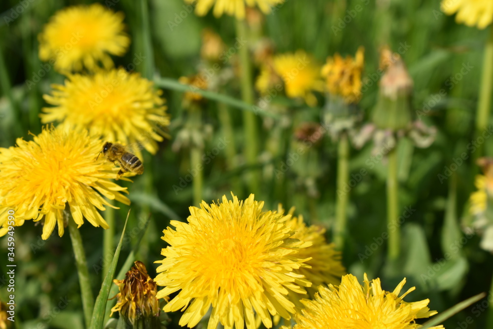 Löwenzahn auf einer Wiese Löwenzahn auf einer Wiese