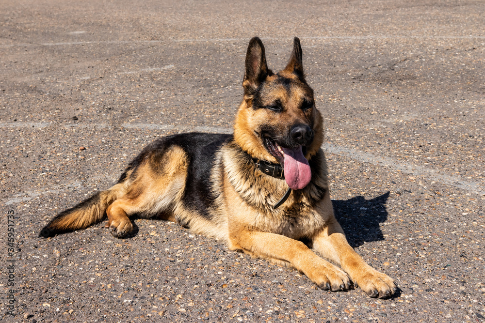 German shepherd lies on the pavement German shepherd lies on the pavement